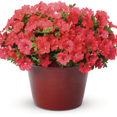 Supertunia® Really Red Petunia