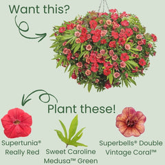 Supertunia® Really Red Petunia