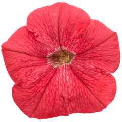 Supertunia® Really Red Petunia