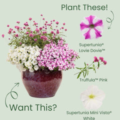 Supertunia® Lovie Dovie™ Petunia