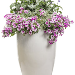Supertunia® Lovie Dovie™ Petunia