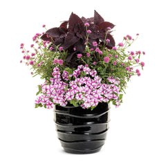 Supertunia® Lovie Dovie™ Petunia