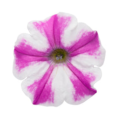 Supertunia® Lovie Dovie™ Petunia