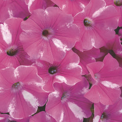 Supertunia® Raspberry Rush™ Petunia