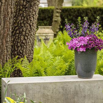 Supertunia® Raspberry Rush™ Petunia | Seedsplant