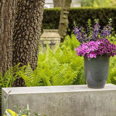 Supertunia® Raspberry Rush™ Petunia