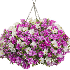Supertunia® Raspberry Rush™ Petunia