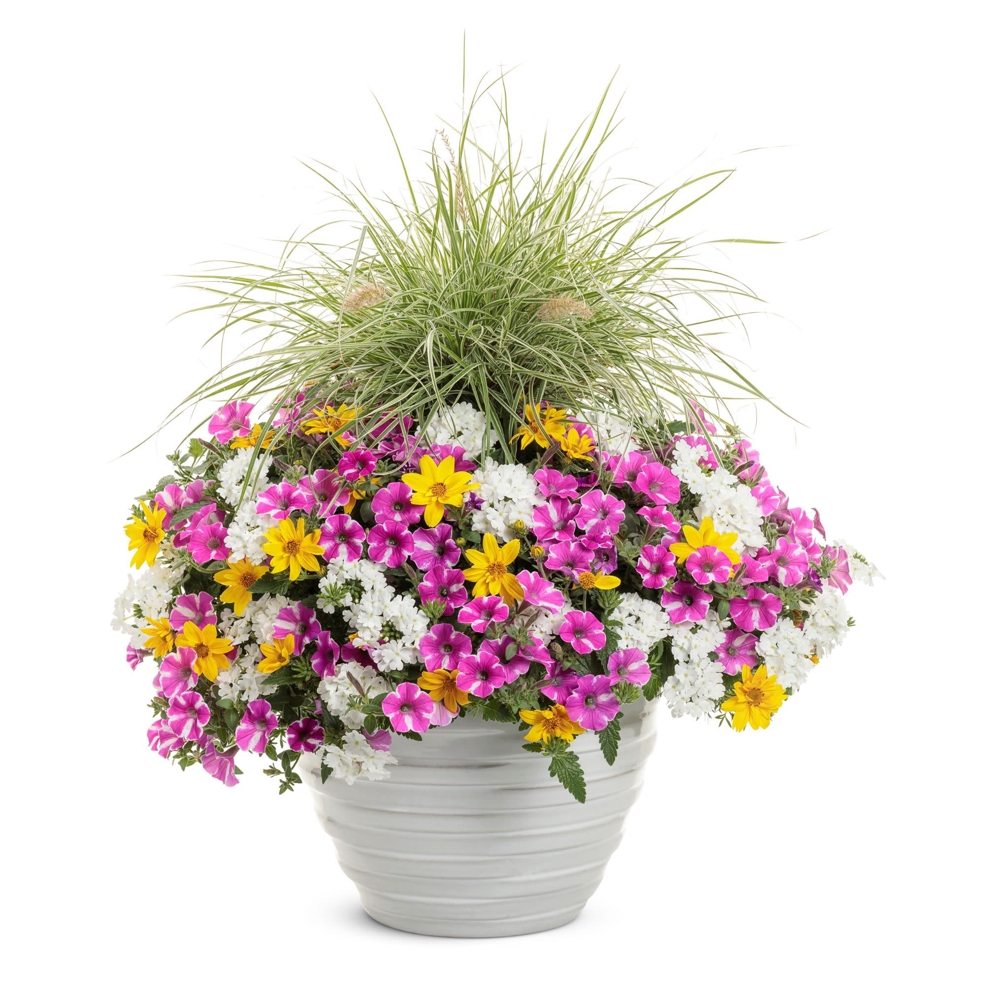 Supertunia® Raspberry Rush™ Petunia | Seedsplant
