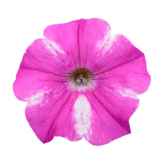 Supertunia® Raspberry Rush™ Petunia