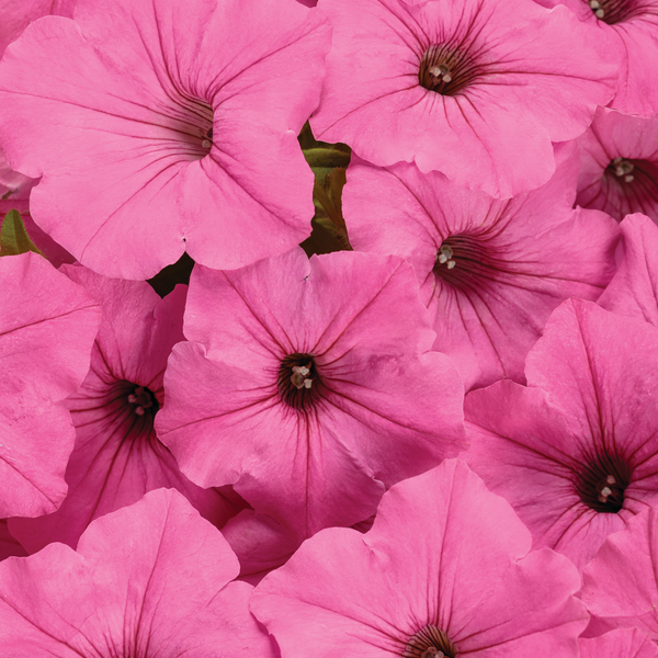 Limited Edition Royale™ | Supertunia Vista® Bubblegum® II Petunia