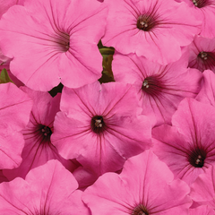 Limited Edition Royale™ | Supertunia Vista® Bubblegum® II Petunia