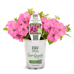 Supertunia Vista® Bubblegum® II Petunia