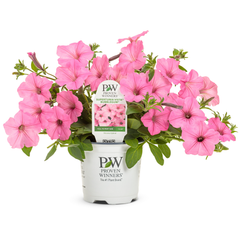 Limited Edition Royale™ | Supertunia Vista® Bubblegum® II Petunia