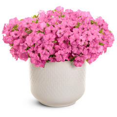 Supertunia Vista® Bubblegum® II Petunia