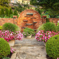 Limited Edition Royale™ | Supertunia Vista® Bubblegum® II Petunia
