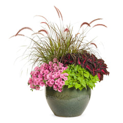 Limited Edition Royale™ | Supertunia Vista® Bubblegum® II Petunia