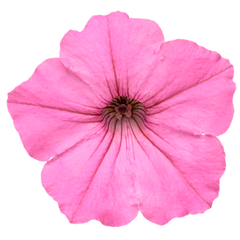Limited Edition Royale™ | Supertunia Vista® Bubblegum® II Petunia
