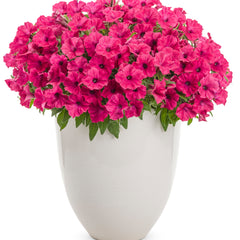 Supertunia Vista® Fuchsia Petunia
