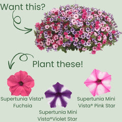 Supertunia Vista® Fuchsia Petunia