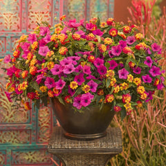 Supertunia Vista® Fuchsia Petunia