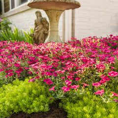 Supertunia Vista® Fuchsia Petunia