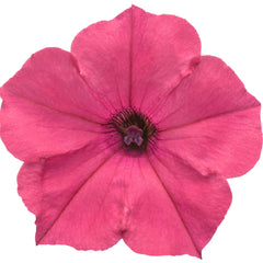 Supertunia Vista® Fuchsia Petunia