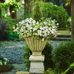 Supertunia Vista® Silverberry Petunia
