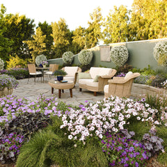 Supertunia Vista® Silverberry Petunia
