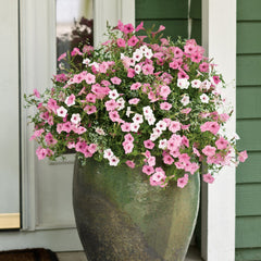 Supertunia Vista® Silverberry Petunia