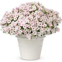 Supertunia Vista® Silverberry Petunia