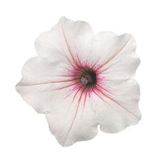 Supertunia Vista® Silverberry Petunia