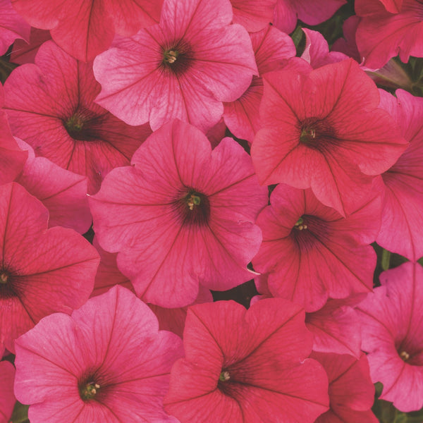 Supertunia Vista® Paradise Petunia