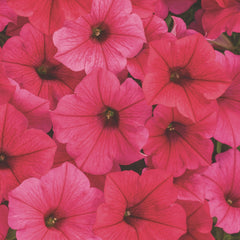 Limited Edition Royale™ | Supertunia Vista® Paradise Petunia