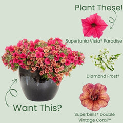 Supertunia Vista® Paradise Petunia