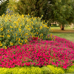 Limited Edition Royale™ | Supertunia Vista® Paradise Petunia
