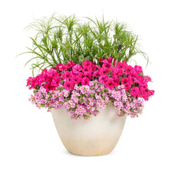 Supertunia Vista® Paradise Petunia