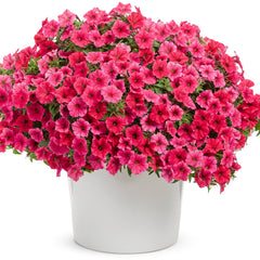 Limited Edition Royale™ | Supertunia Vista® Paradise Petunia