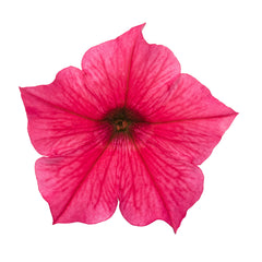 Supertunia Vista® Paradise Petunia