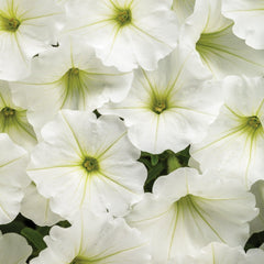 Limited Edition Royale™ | Supertunia Vista® Snowdrift™ Petunia