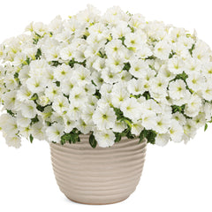 Supertunia Vista® Snowdrift™ Petunia