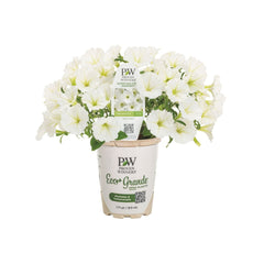 Supertunia Vista® Snowdrift™ Petunia