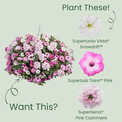 Limited Edition Royale™ | Supertunia Vista® Snowdrift™ Petunia
