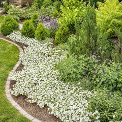 Limited Edition Royale™ | Supertunia Vista® Snowdrift™ Petunia
