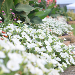 Supertunia Vista® Snowdrift™ Petunia