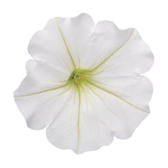Limited Edition Royale™ | Supertunia Vista® Snowdrift™ Petunia