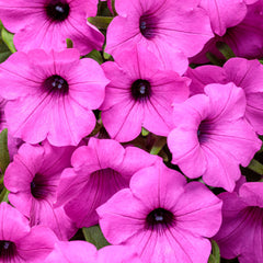 Limited Edition Royale™ | Supertunia Vista® Jazzberry® Petunia
