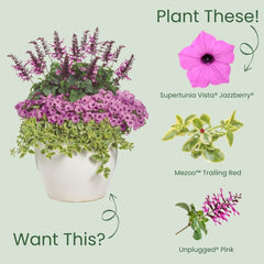 Limited Edition Royale™ | Supertunia Vista® Jazzberry® Petunia