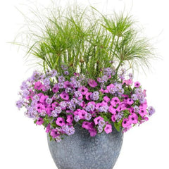 Limited Edition Royale™ | Supertunia Vista® Jazzberry® Petunia