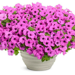 Supertunia Vista® Jazzberry® Petunia
