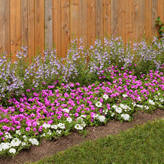 Supertunia Vista® Jazzberry® Petunia